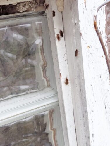 Cockroach-Infested Rental Properties in Moundsville Being Treated